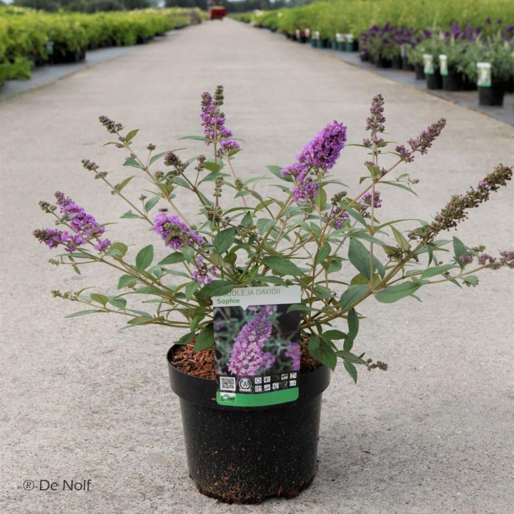 Buddleja davidii Sophie - Butterfly Bush