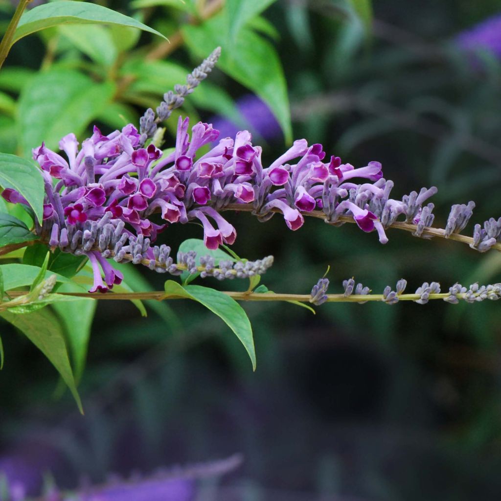 Buddleja lindleyana - Butterfly Bush