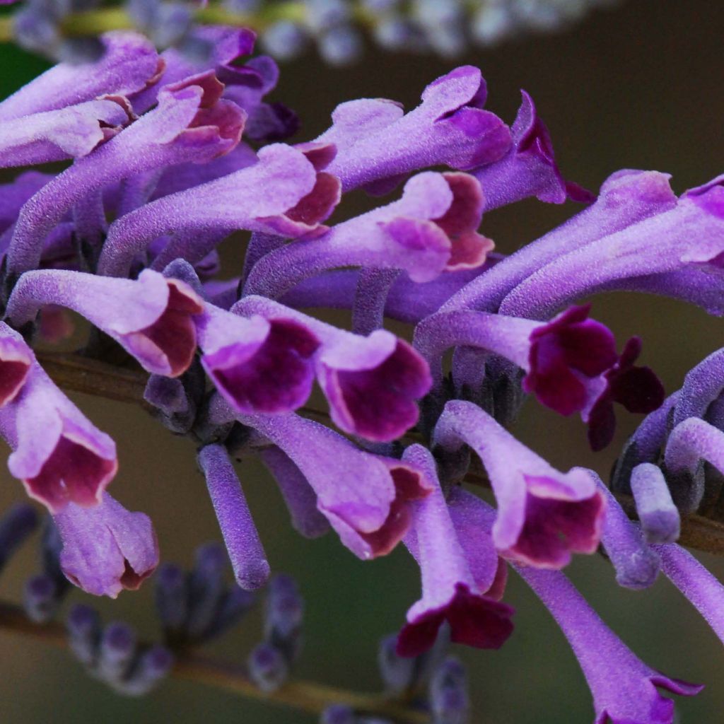Buddleja lindleyana - Butterfly Bush
