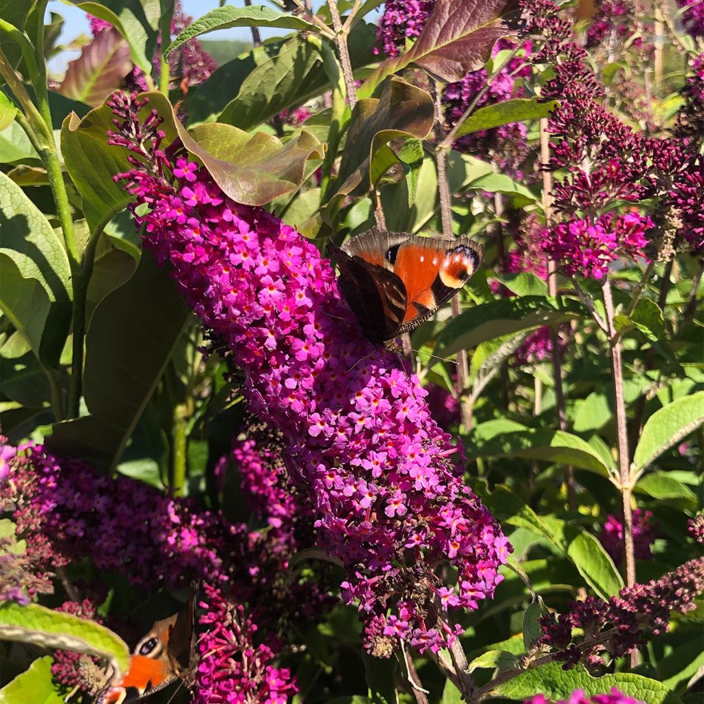 Buddleja davidii Royal Red - Butterfly Bush