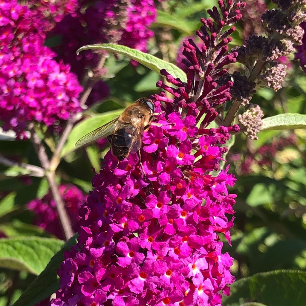 Buddleja davidii Royal Red - Butterfly Bush