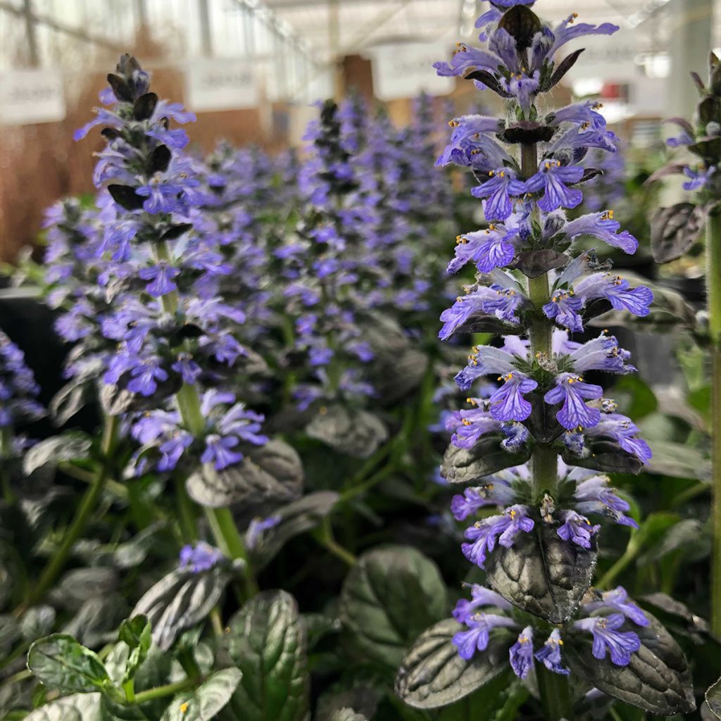 Ajuga reptans Atropurpurea