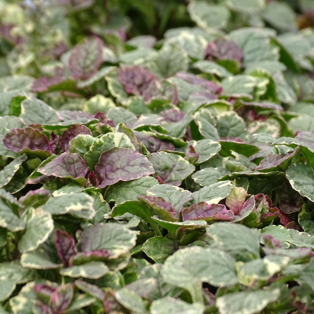 Ajuga reptans Burgundy Glow