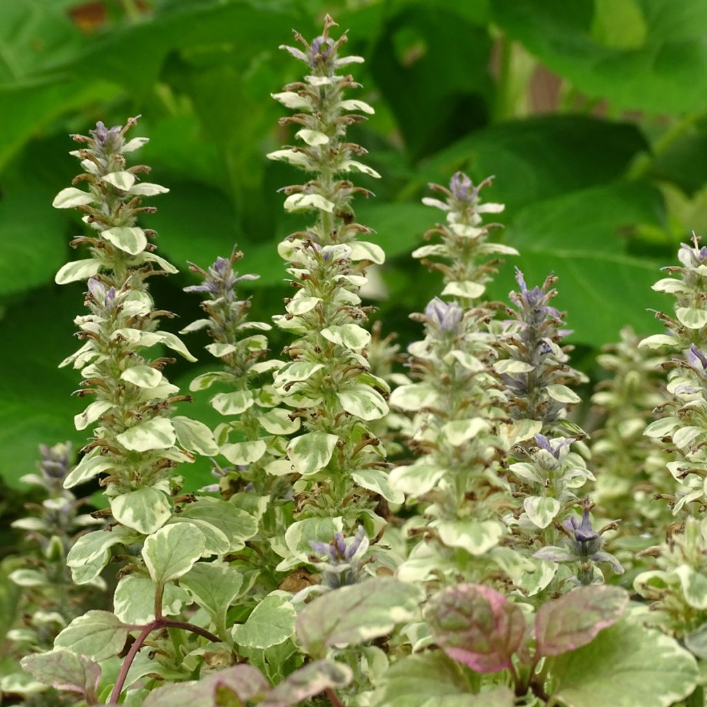 Ajuga reptans Burgundy Glow