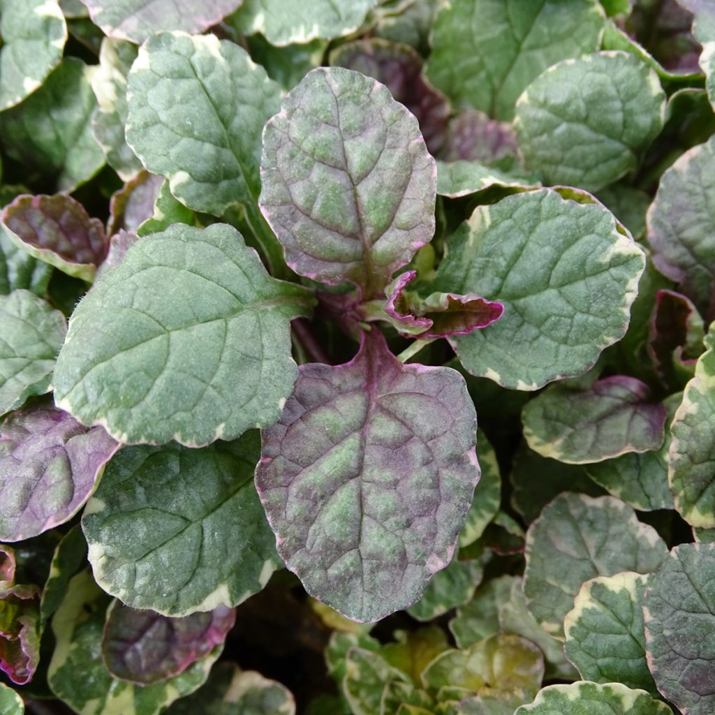 Ajuga reptans Burgundy Glow