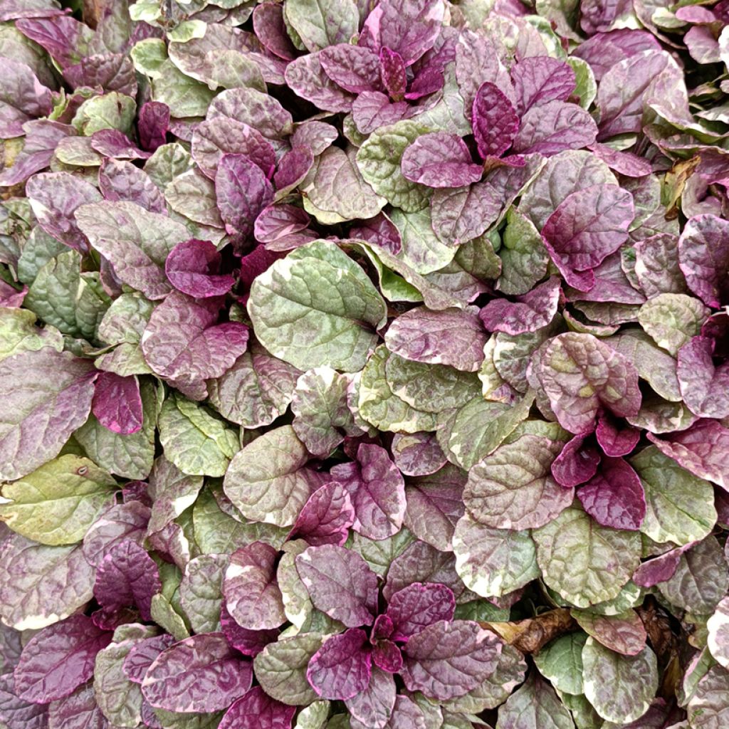 Ajuga reptans Burgundy Glow