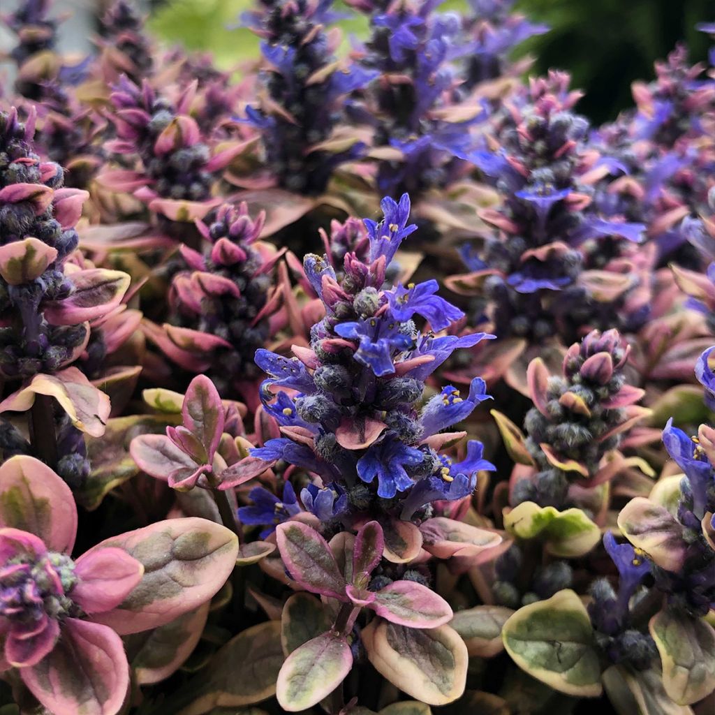 Ajuga x tenorii Princess Nadia
