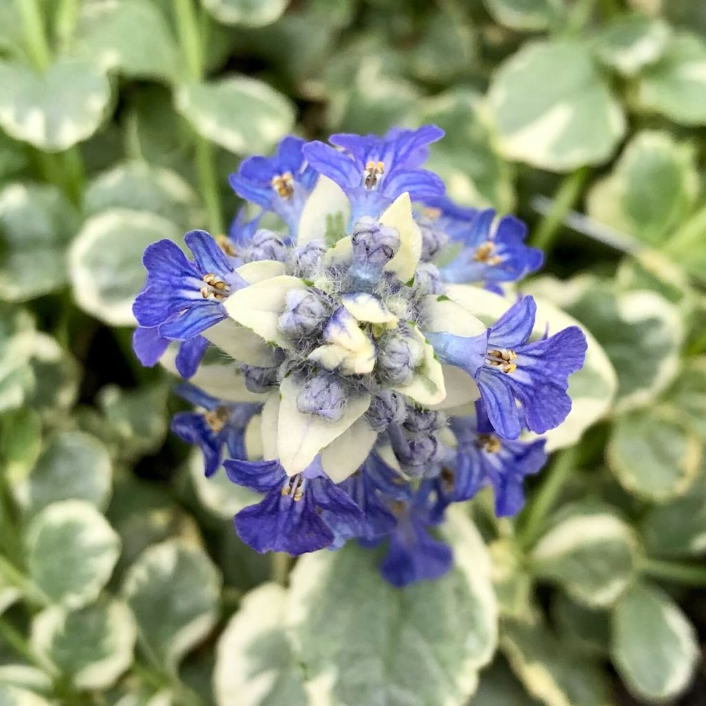 Ajuga reptans Variegata