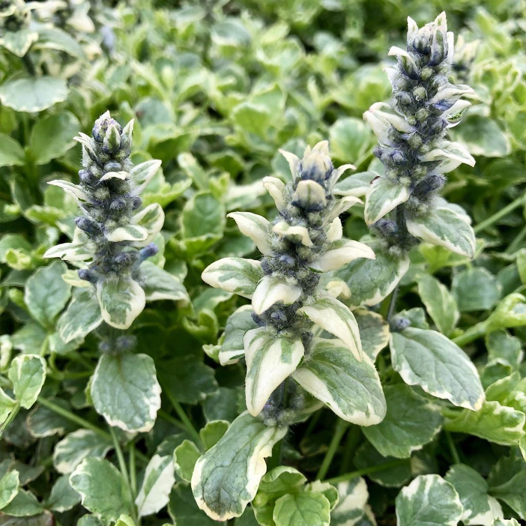 Ajuga reptans Variegata