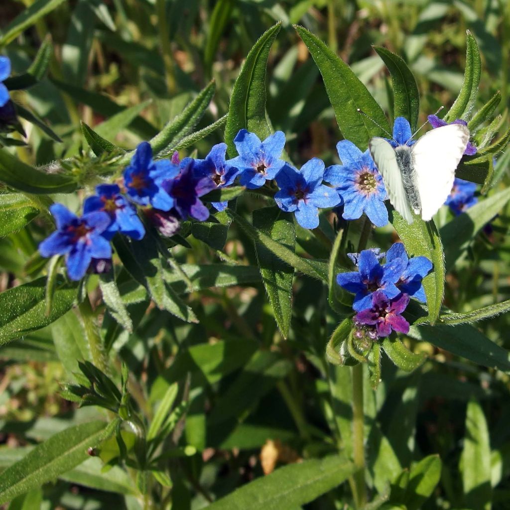 Buglossoides purpurocaerulea
