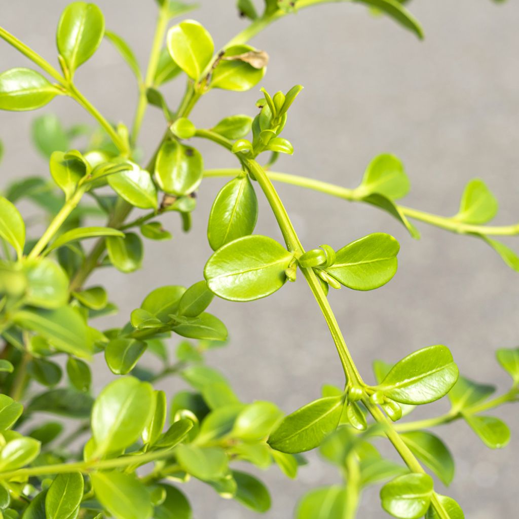 Buxus Babylon Beauty - Boxwood