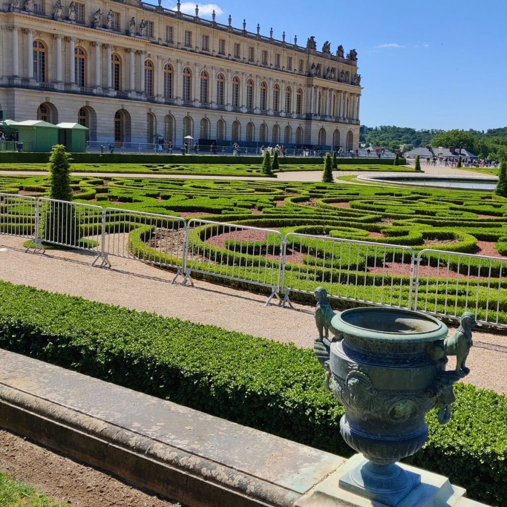 Buxus Heritage - Boxwood