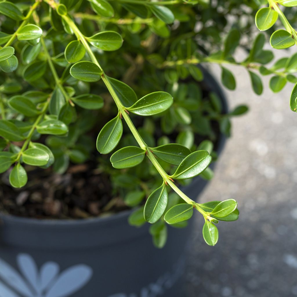 Buxus Renaissance - Boxwood