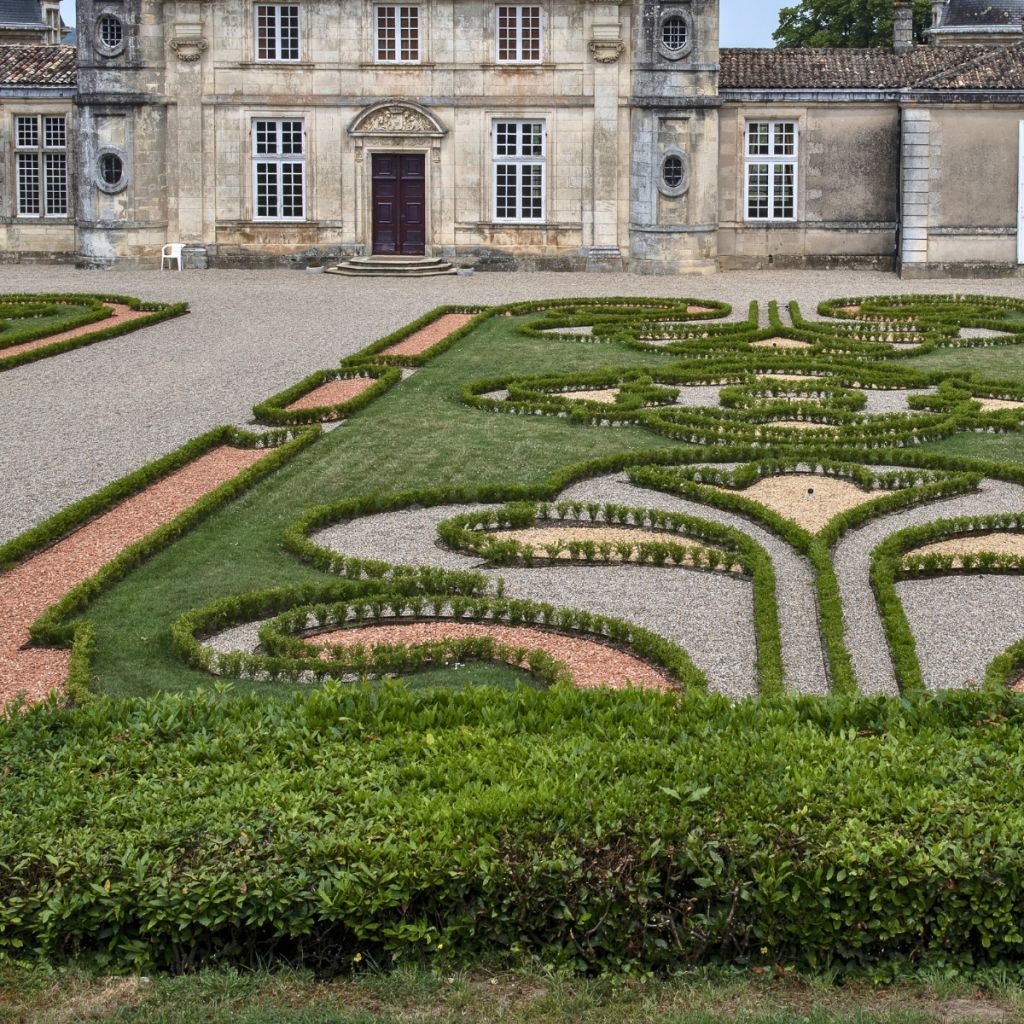 Buxus Renaissance - Boxwood