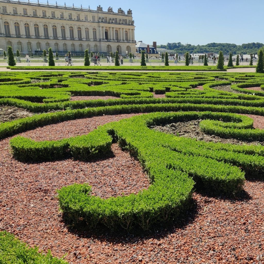 Buxus Skylight - Boxwood