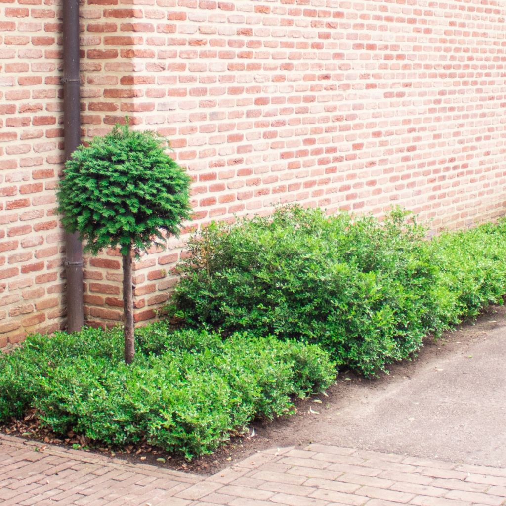 Buxus Skylight - Boxwood