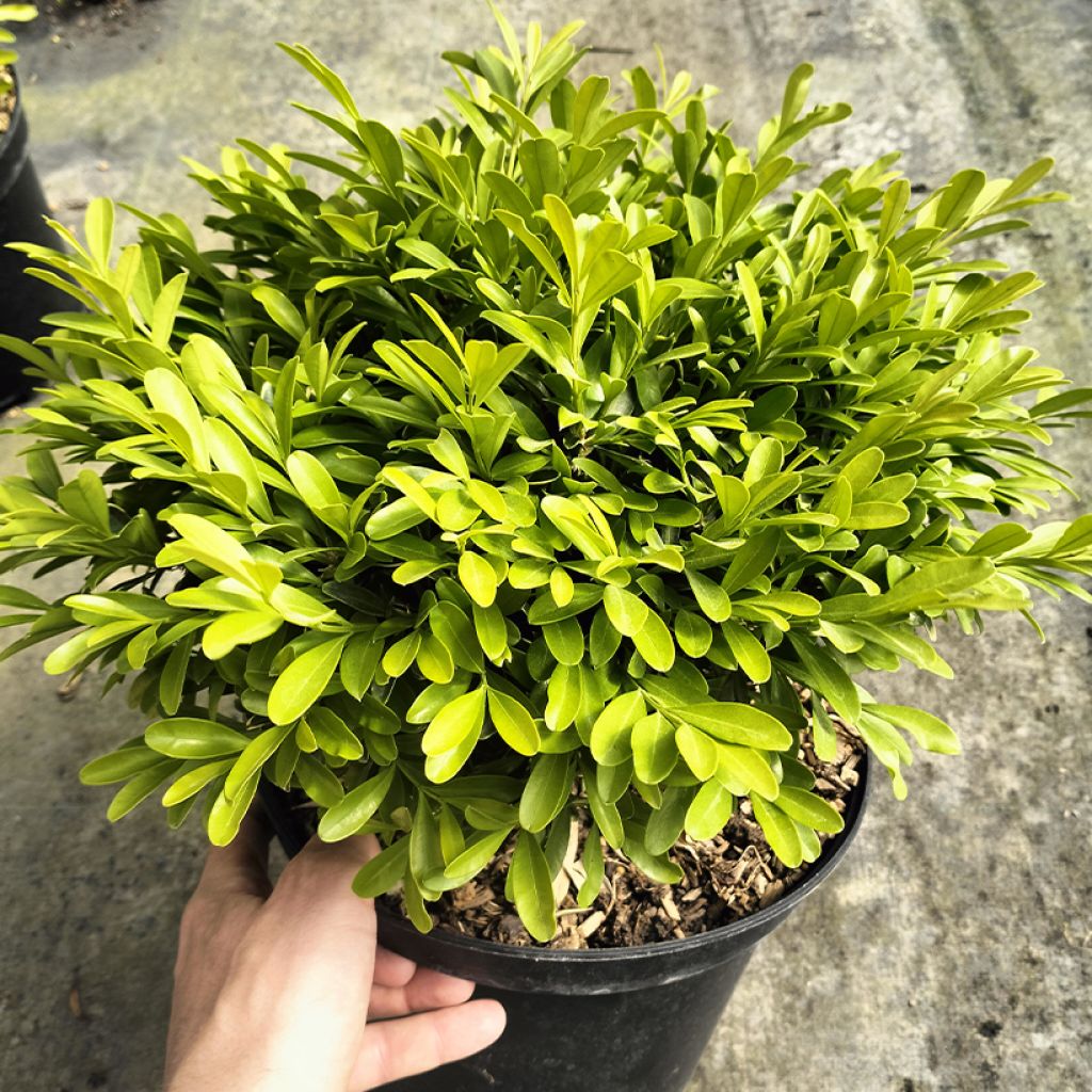 Buxus sinica var. insularis Mipo - Korean boxwood