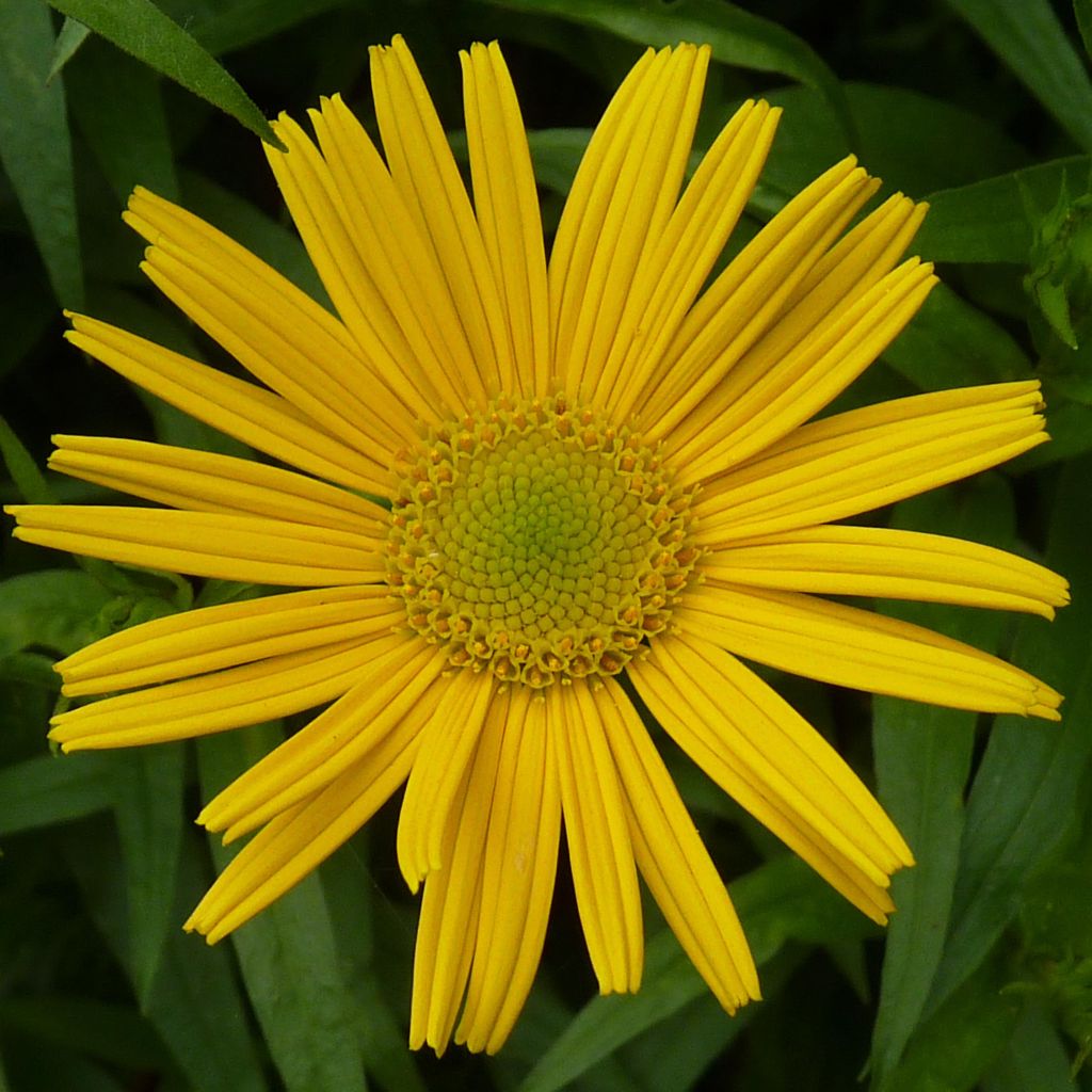 Buphthalmum salicifolium Dora