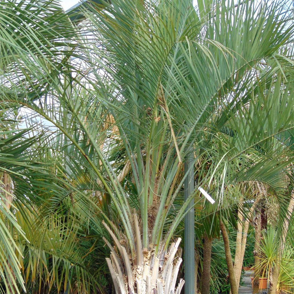 Butia capitata - Wine Palm