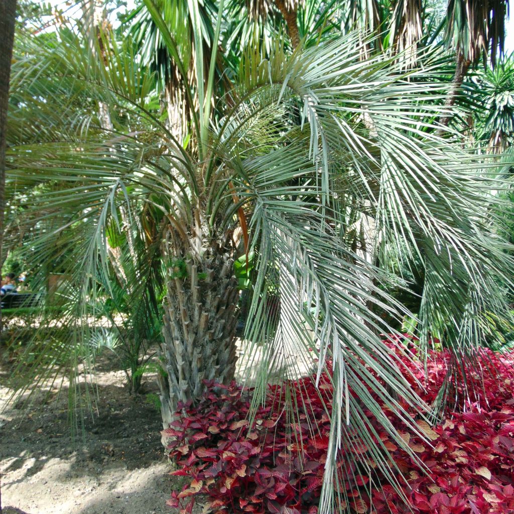 Butia capitata - Wine Palm