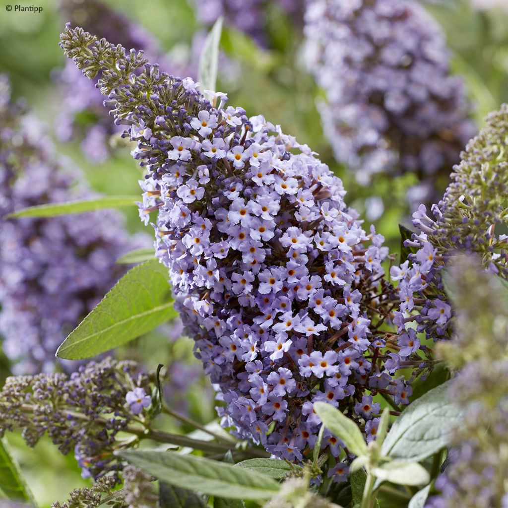 Buddleja davidii Butterfly Candy Lila Sweetheart - Butterfly Bush