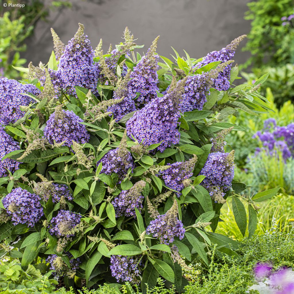 Buddleja davidii Butterfly Candy Lila Sweetheart - Butterfly Bush