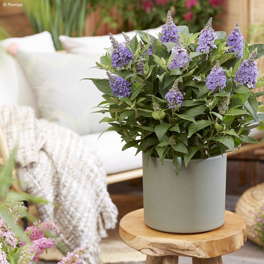 Buddleja davidii Butterfly Candy Lila Sweetheart - Butterfly Bush
