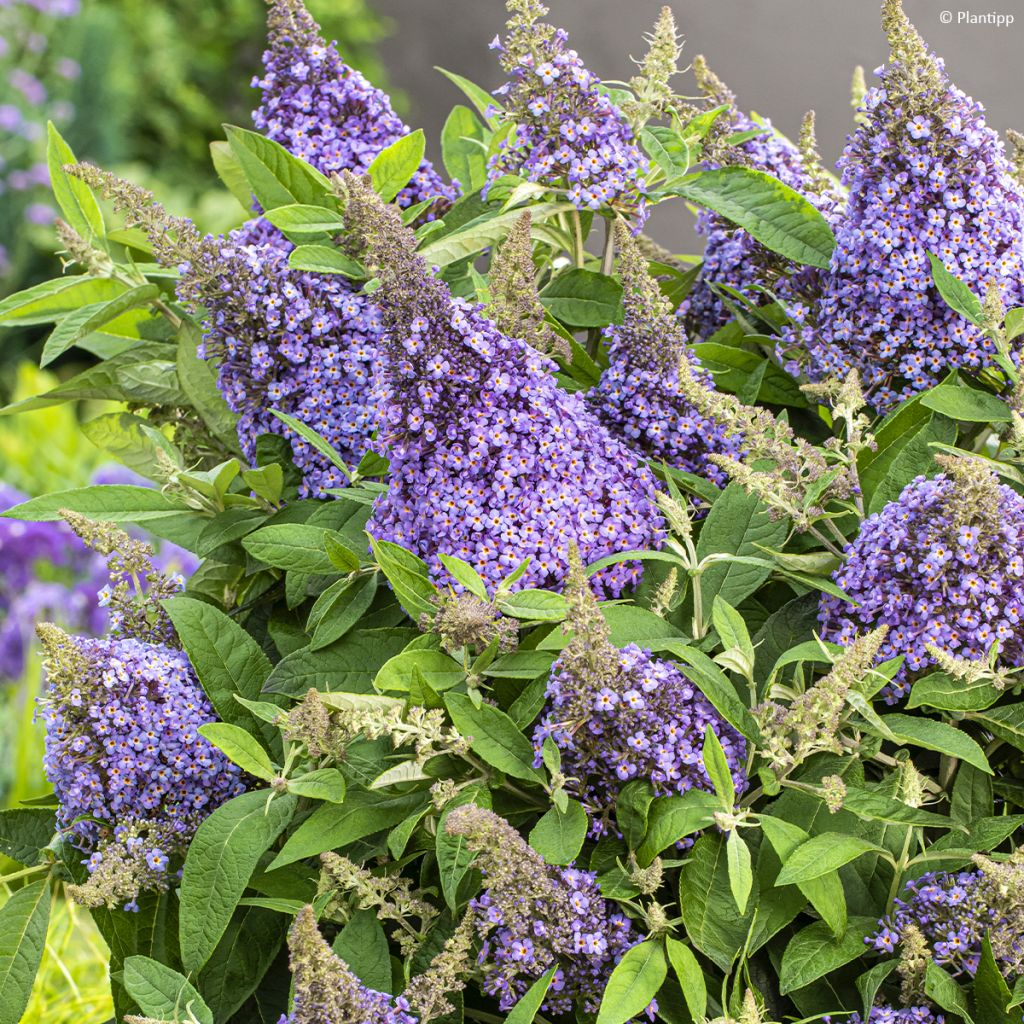 Buddleja davidii Butterfly Candy Lila Sweetheart - Butterfly Bush