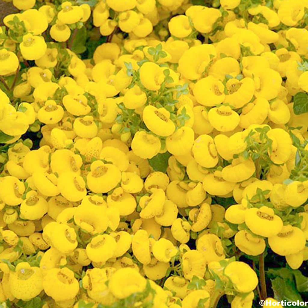 Calceolaria biflora