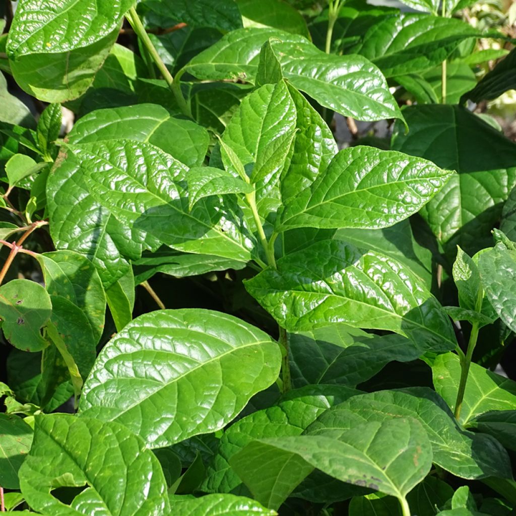 Calycanthus floridus Michael Lindsay- Sweetshrub