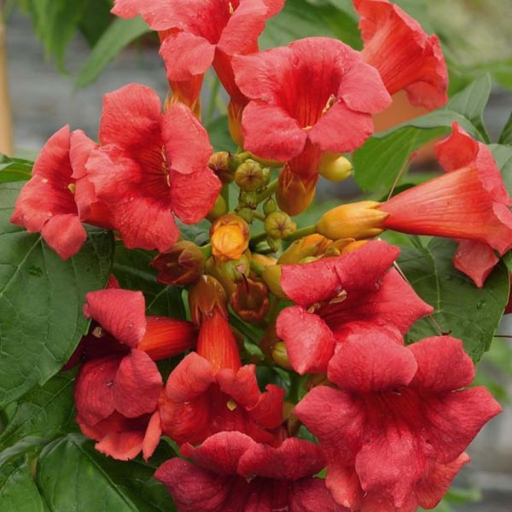Campsis radicans Stromboli - Trumpet Vine