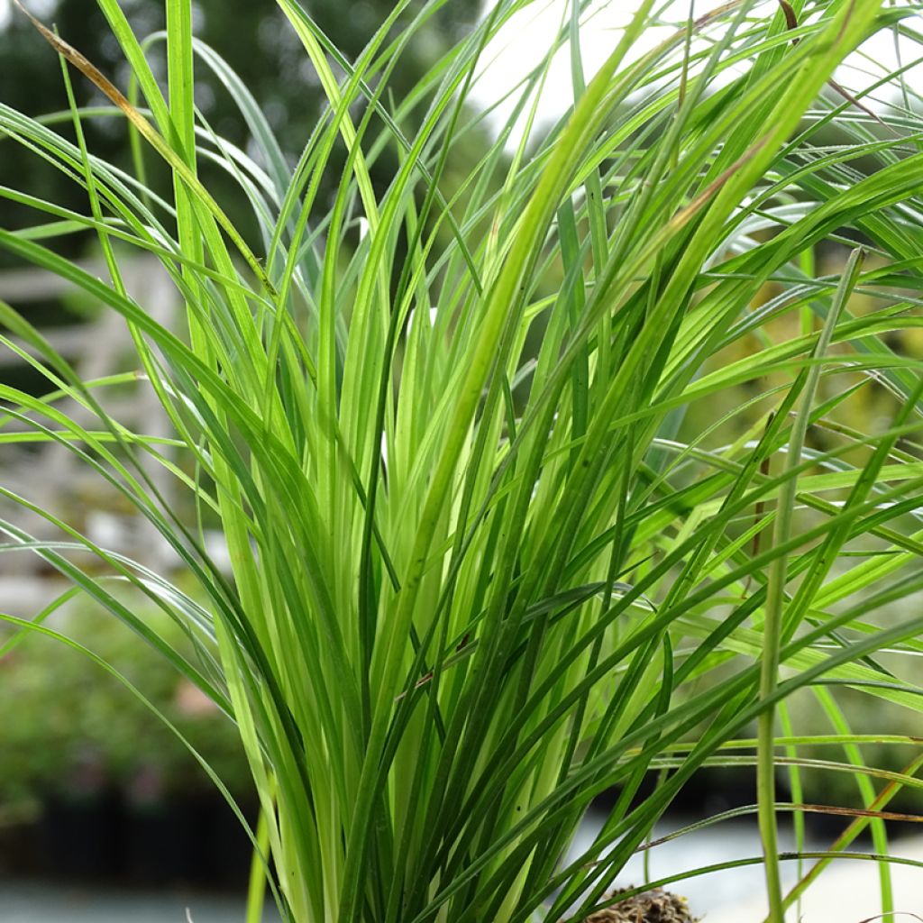 Carex montana