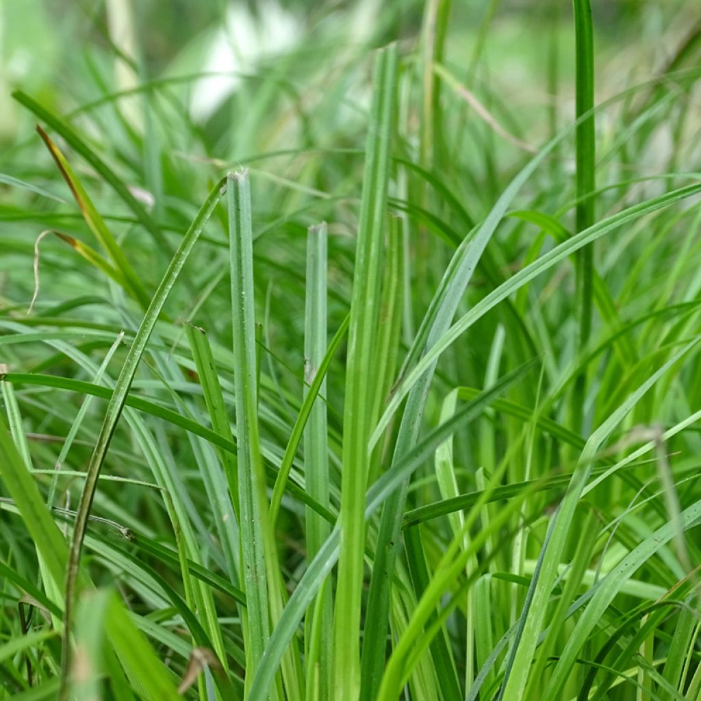 Carex montana