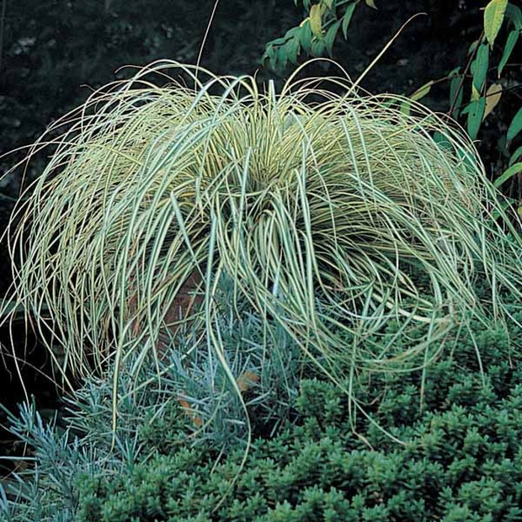 Carex oshimensis Evergold - Oshima Sedge