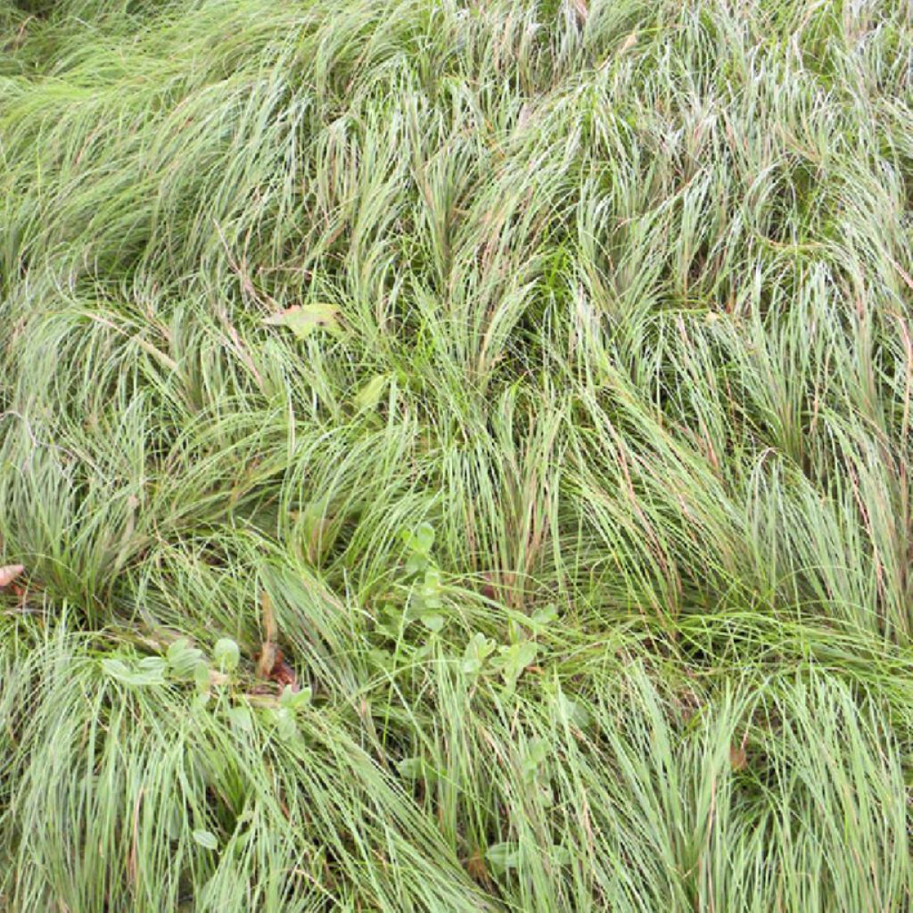 Carex pensylvanica