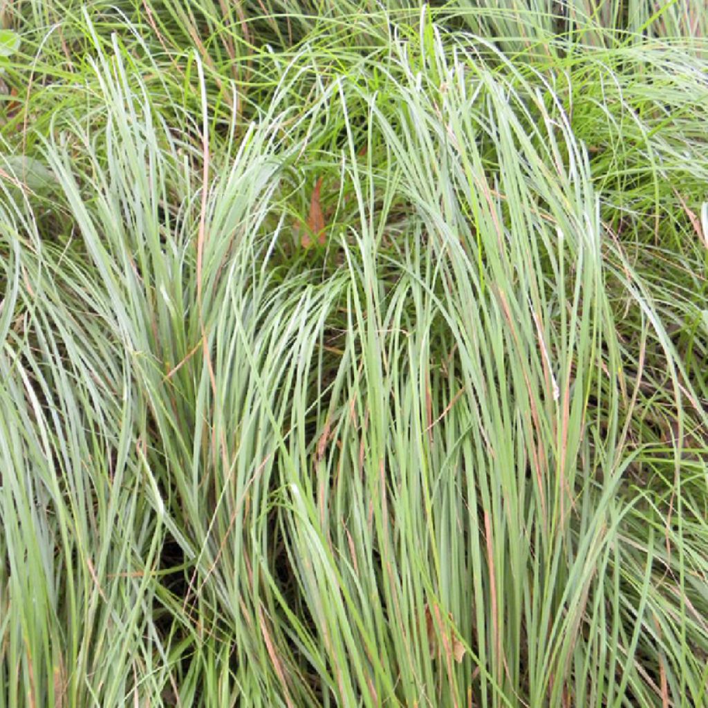 Carex pensylvanica