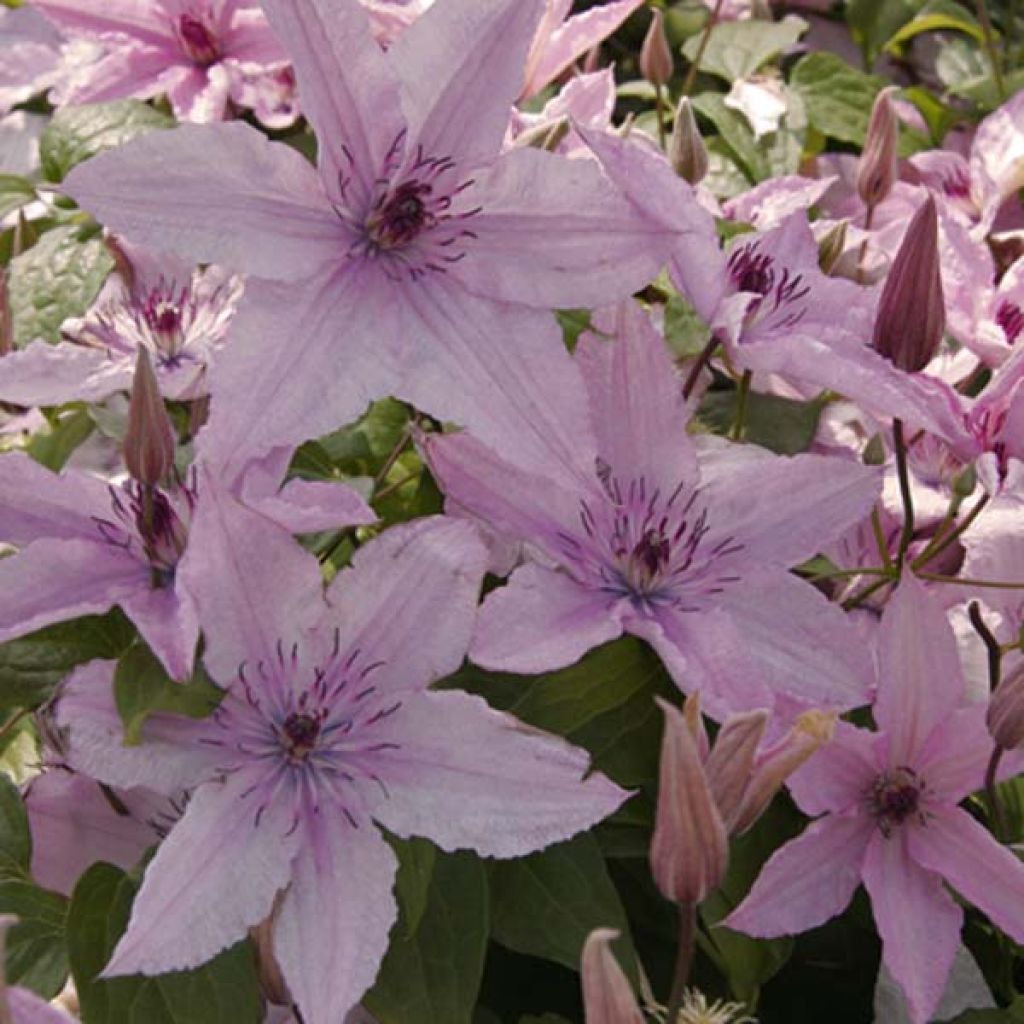 Clematis patens Hagley Hybrid