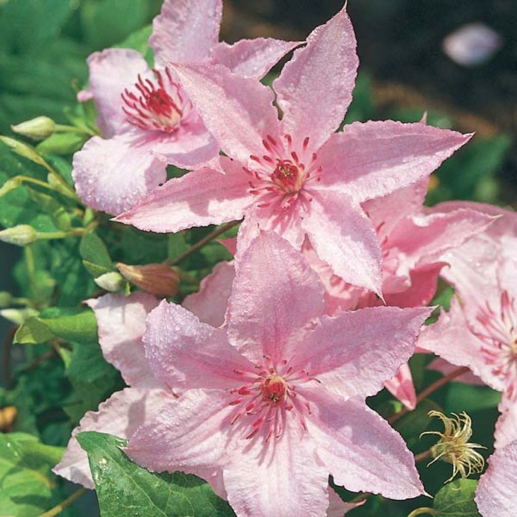 Clematis patens Hagley Hybrid