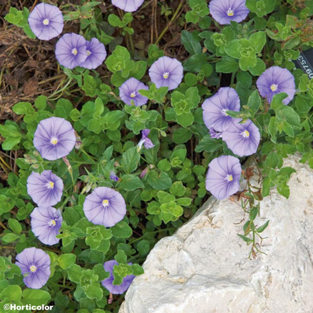Convolvulus sabatius