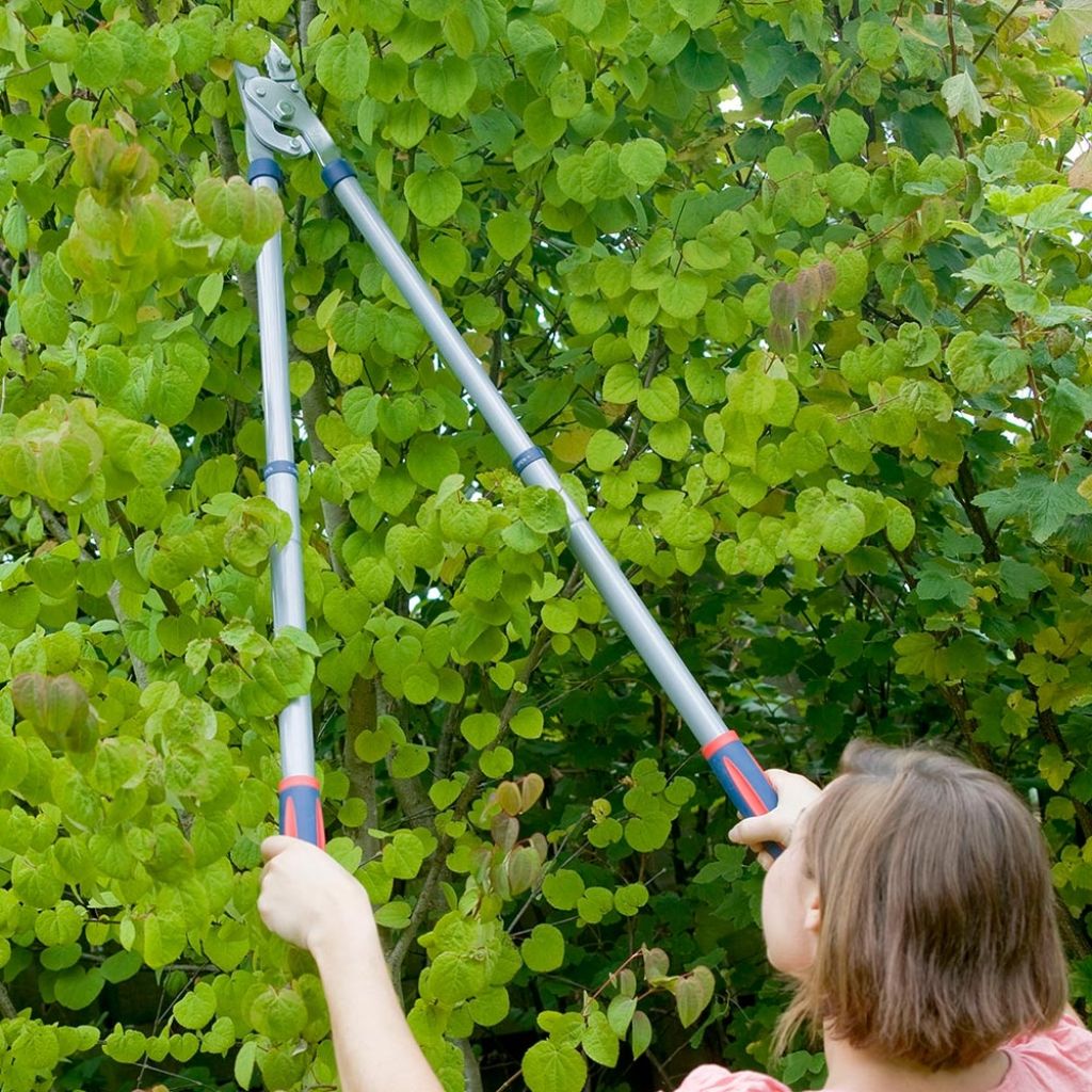 Spear & Jackson telescopic handle anvil loppers