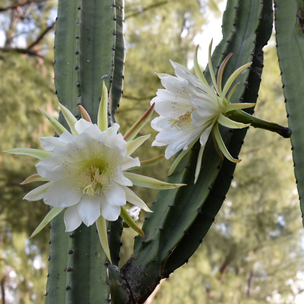 San Pedro cactus - Trichocereus pachanoi
