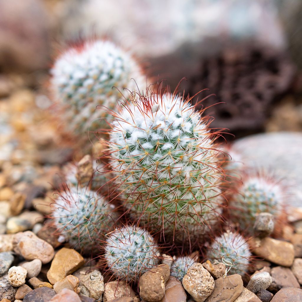 Mammillaria bombycina - Silken pincushion cactus