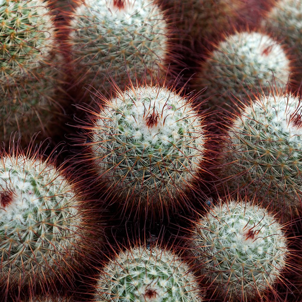 Mammillaria bombycina - Silken pincushion cactus