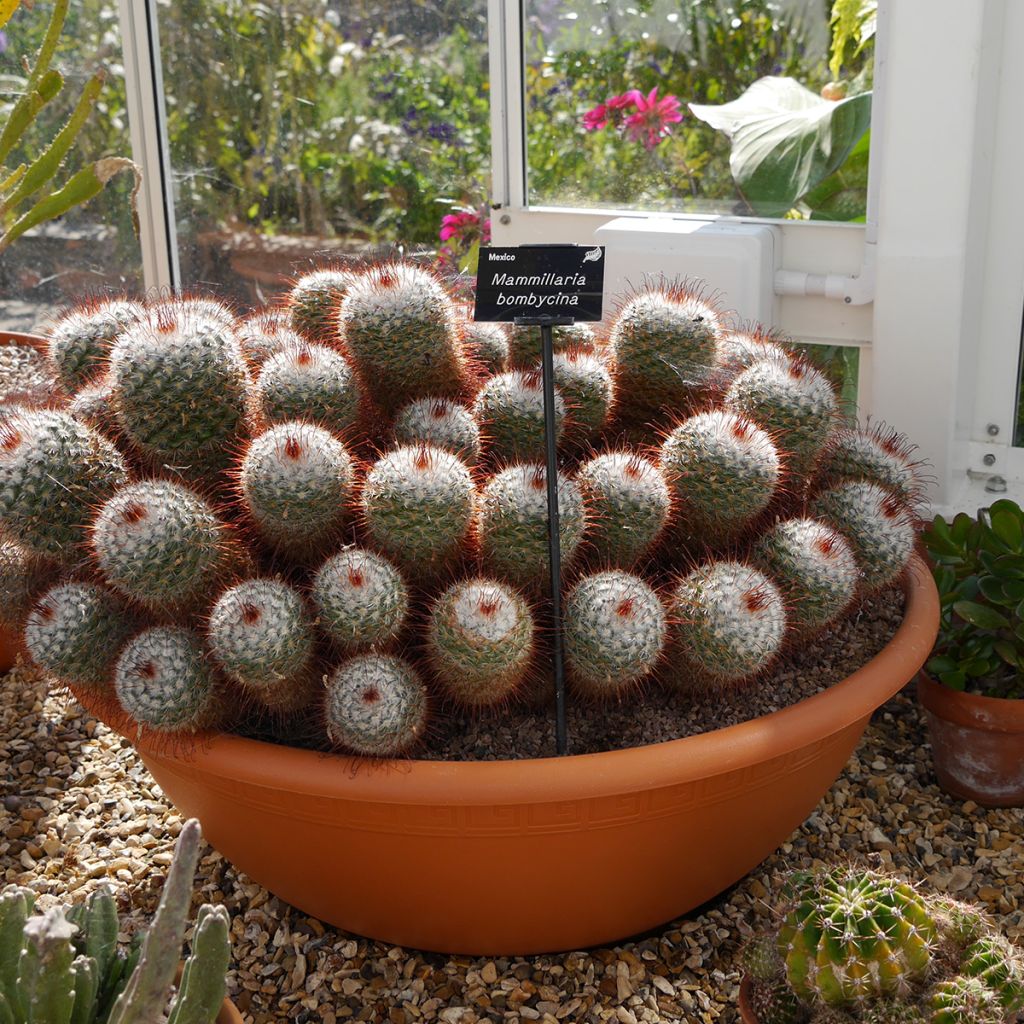 Mammillaria bombycina - Silken pincushion cactus