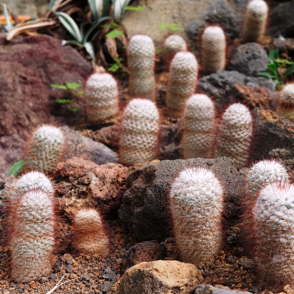 Mammillaria bombycina - Silken pincushion cactus