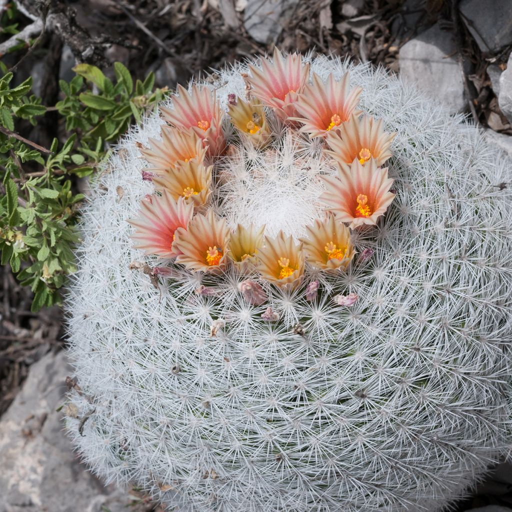 Mammillaria candida - Snowball pincusion, snowball cactus