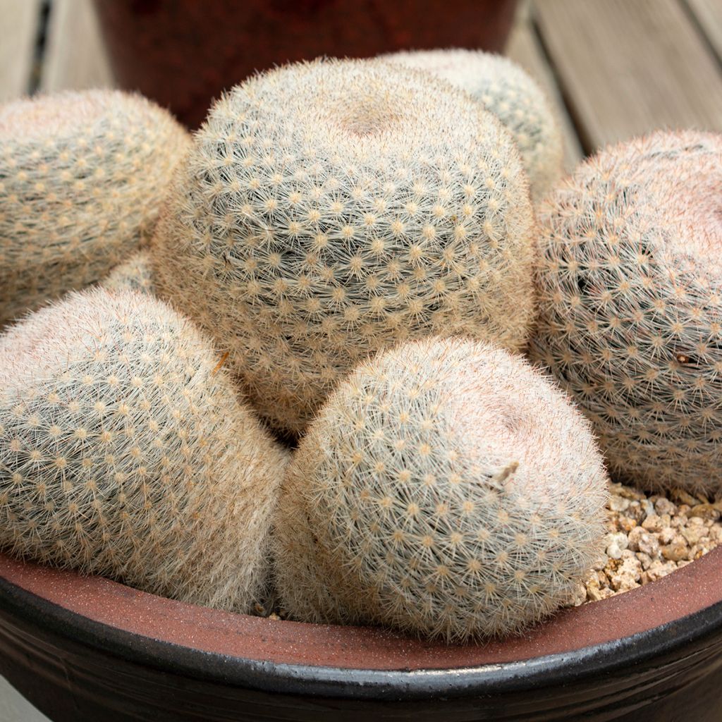 Mammillaria candida - Snowball pincusion, snowball cactus