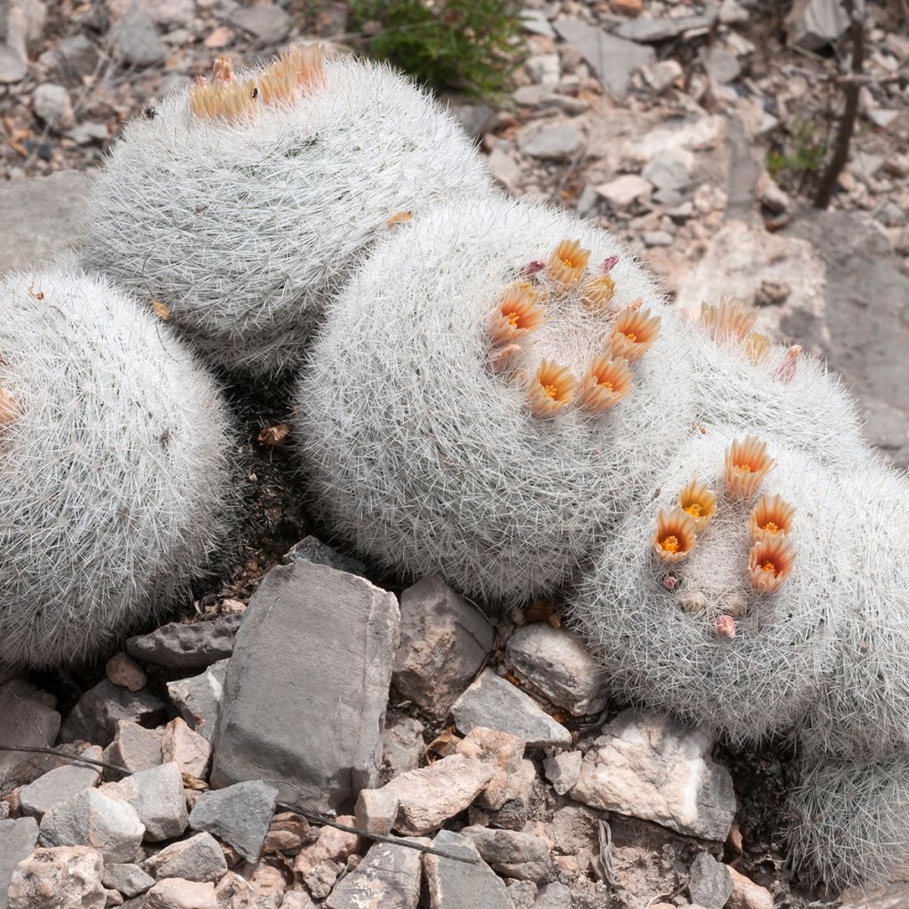 Mammillaria candida - Snowball pincusion, snowball cactus