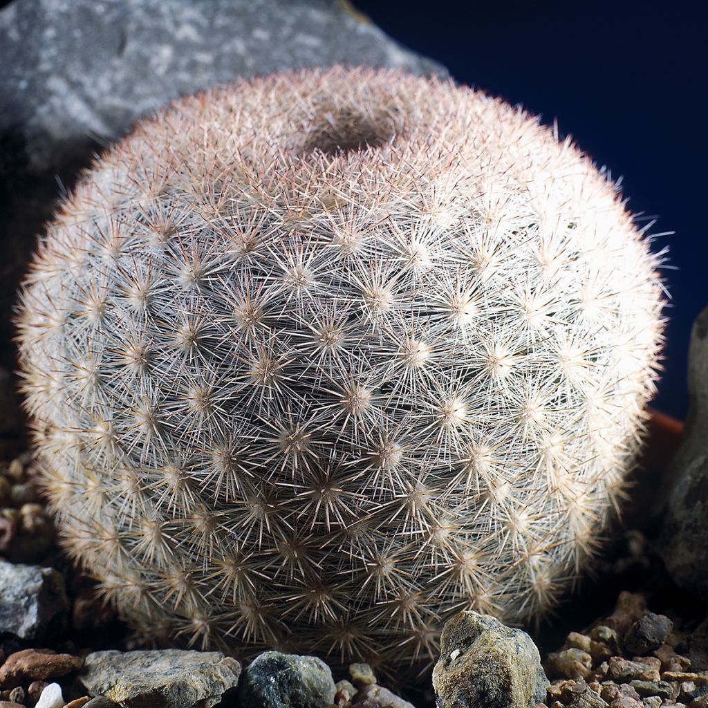 Mammillaria candida - Snowball pincusion, snowball cactus