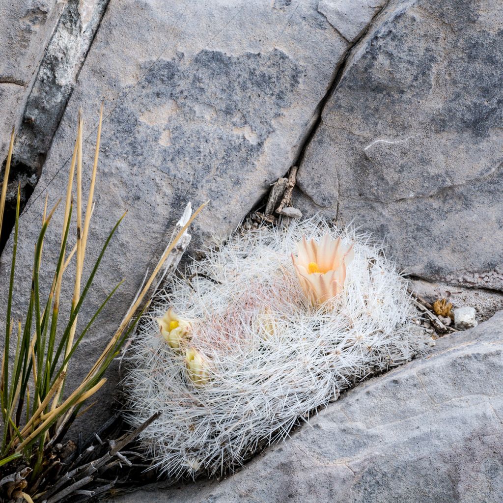 Mammillaria candida - Snowball pincusion, snowball cactus